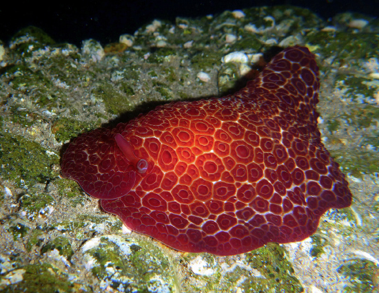  Pleurobranchus grandis (Sea Slug)